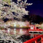 茂原公園や豊田川での花見は夜桜が美しい
